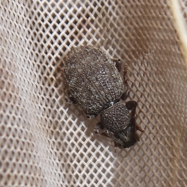 Otiorhynchus hystrix - sörtés gyalogormányos