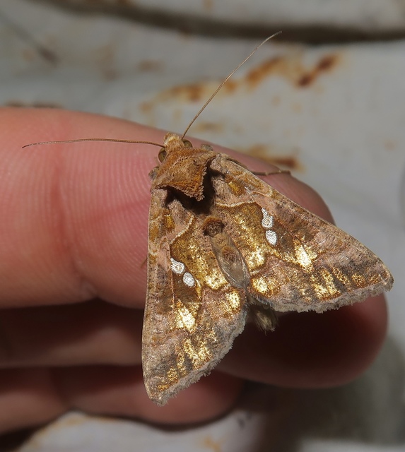 Chrysodeixis chalcites - déli aranybagoly