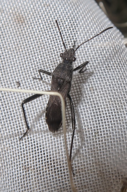 Alydus calcaratus - szőrös tövispoloska