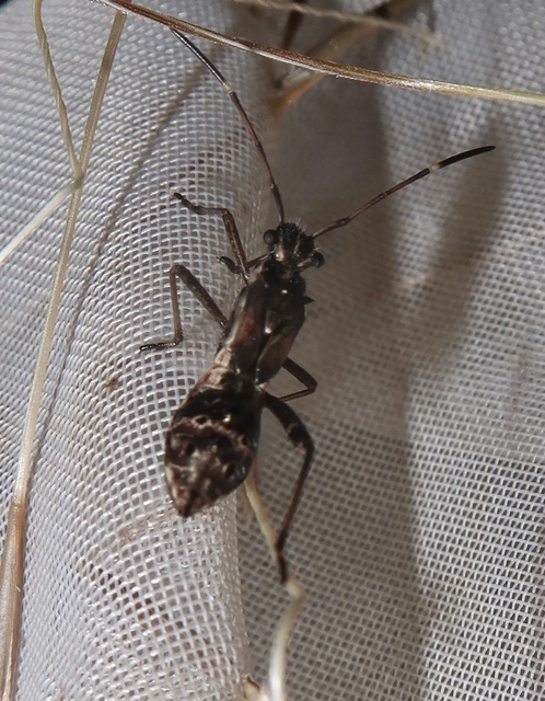 Alydus calcaratus - szőrös tövispoloska