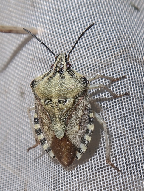 Carpocoris Carpocoris