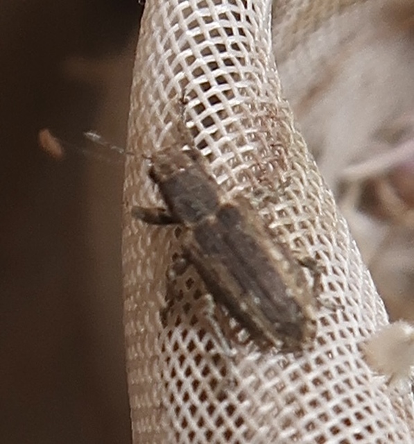 Sitona callosus - szempillás csipkézőbogár