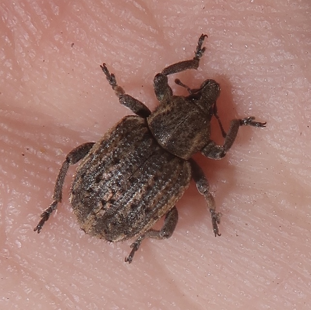 Brachypera zoilus - lucerna-gubósormányos