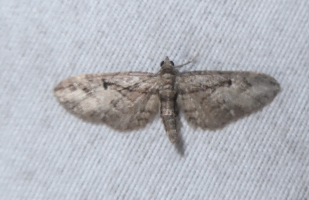 Eupithecia ericeata - feketefenyő-törpearaszoló