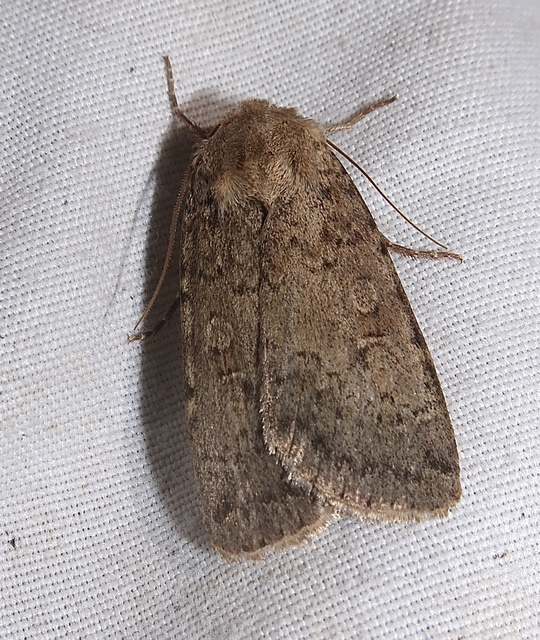 Rhyacia simulans - hamvas földibagoly