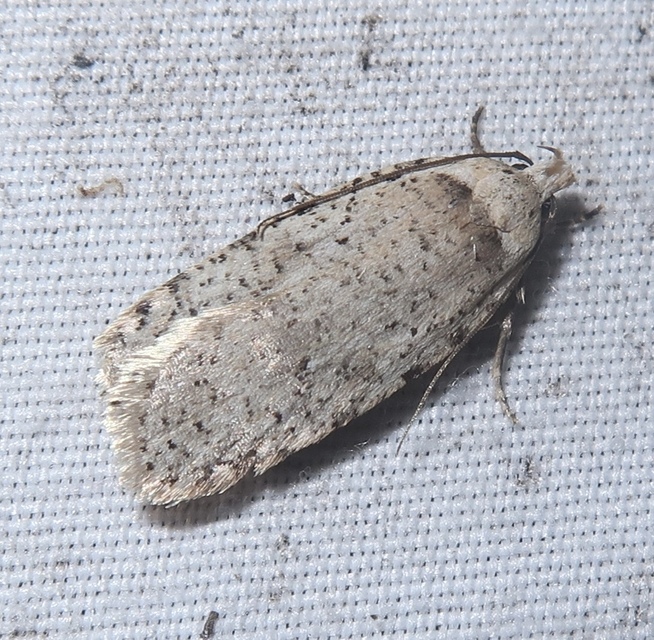Agonopterix