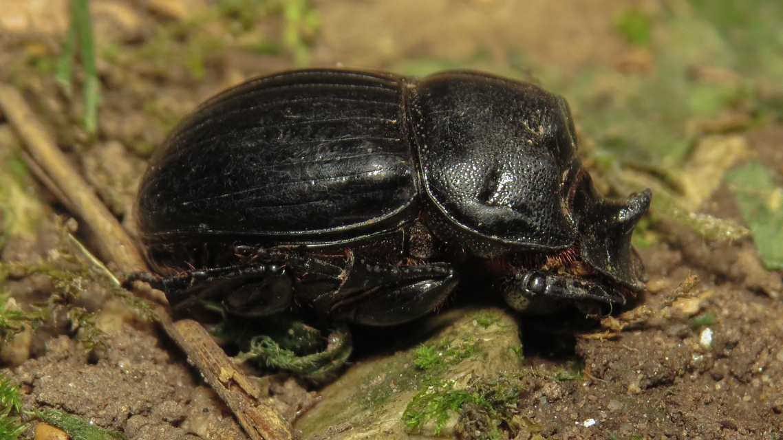 Copris lunaris - közönséges holdszarvú-ganéjtúró
