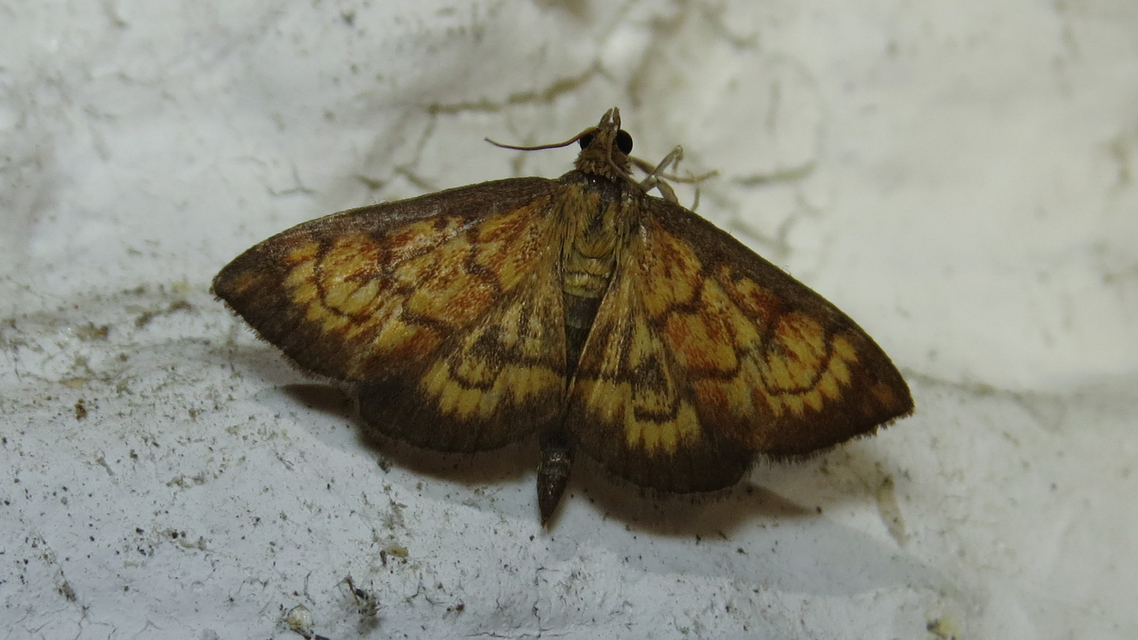 Ecpyrrhorrhoe rubiginalis - rozsdavörös tűzmoly