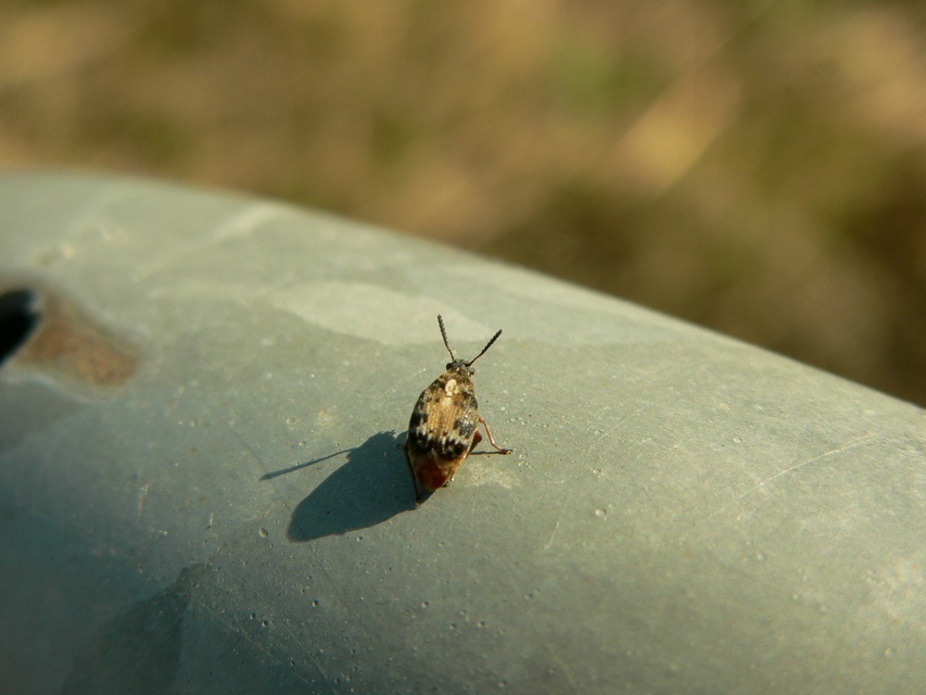 Megabruchidius dorsalis - foltoshátú lepényfazsizsik
