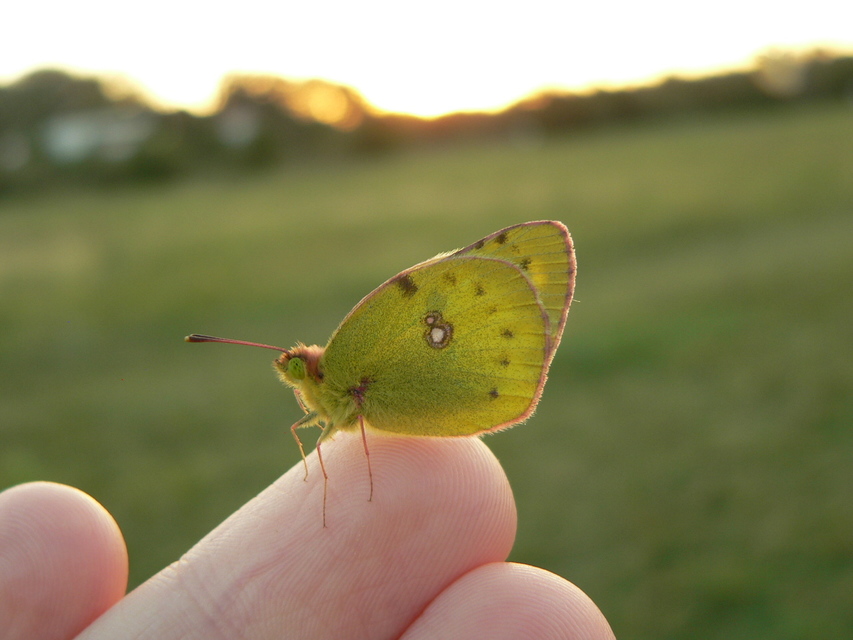 Colias alfacariensis - déli kéneslepke