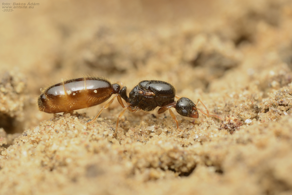 Solenopsis fugax - tolvajhangya