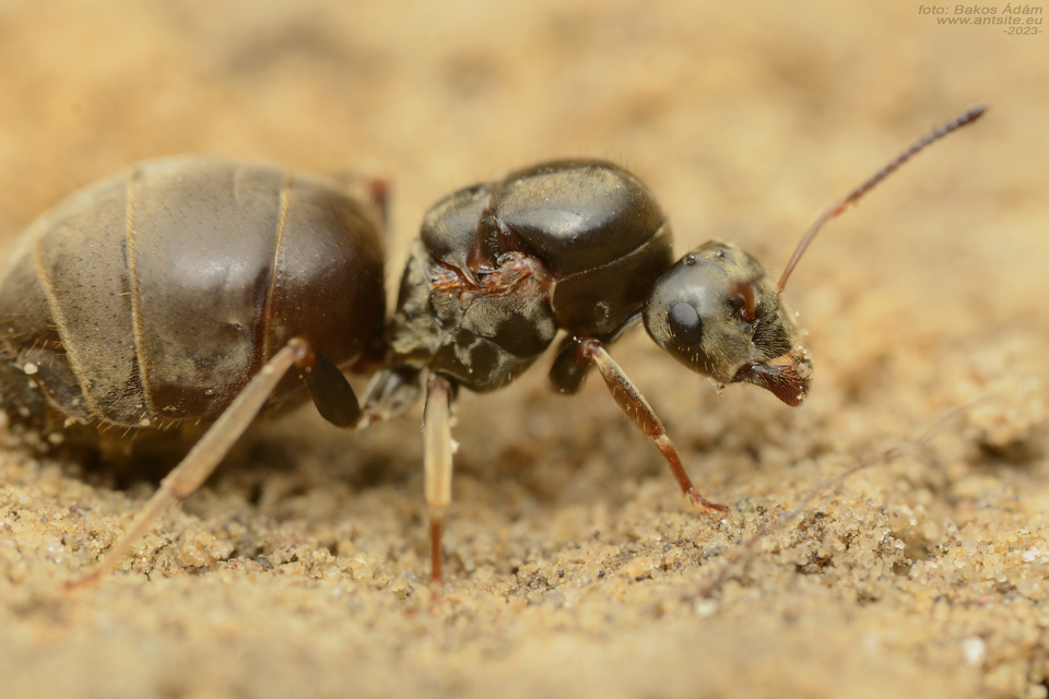 Lasius bombycina - pusztai feketehangya