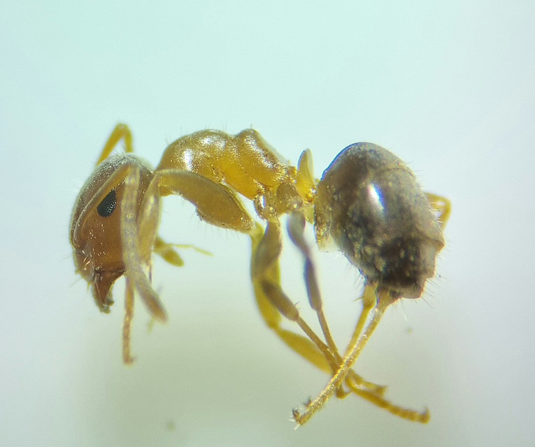 Lasius brunneus - rozsdáshátú feketehangya