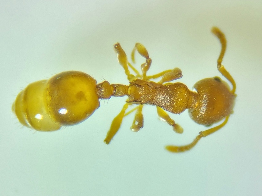 Temnothorax crassispinus - gubacslakó kéreghangya