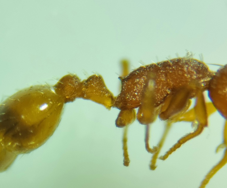 Temnothorax albipennis - ligeti kéreghangya