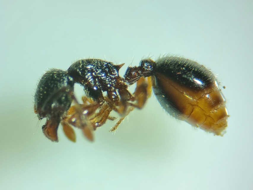 Myrmecina graminicola - ráncoshangya