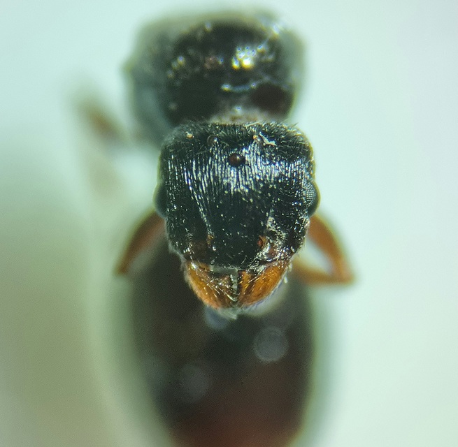 Tetramorium