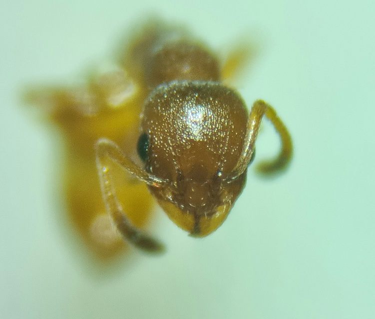 Temnothorax unifasciatus - gyűrűs kéreghangya