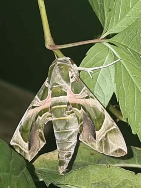 Daphnis nerii - oleanderszender