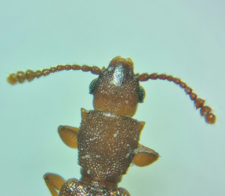 Silvanus
