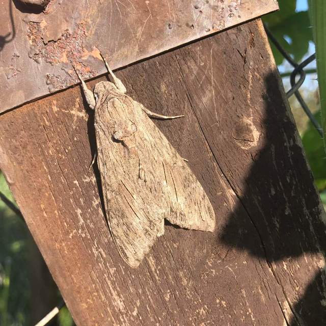 Agrius convolvuli - szulákszender