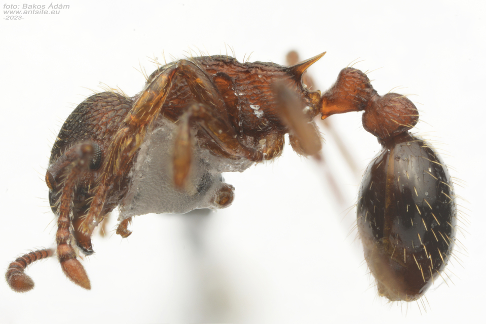 Myrmica specioides - pusztai bütyköshangya