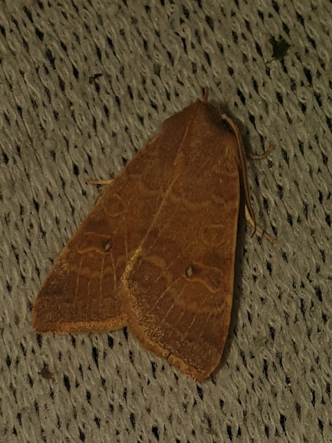 Cirrhia ocellaris - fakó sárgabagoly