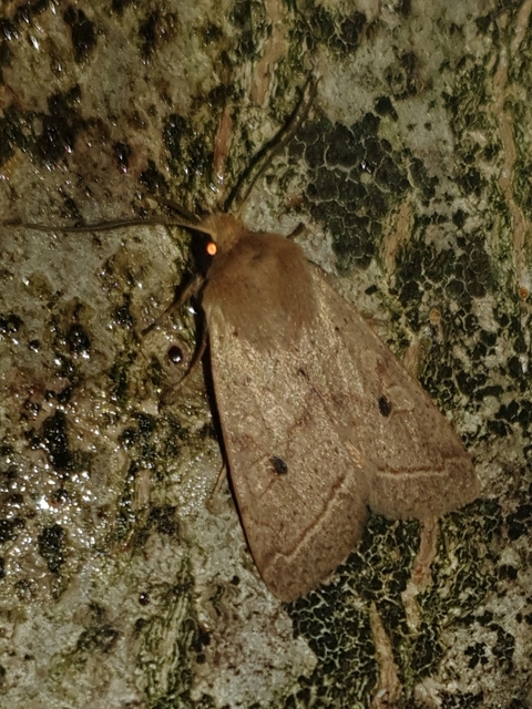 Leptologia macilenta - gyertyán-őszibagoly