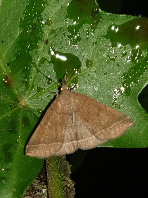 Pechipogo plumigeralis - tollascsápú karcsúbagoly
