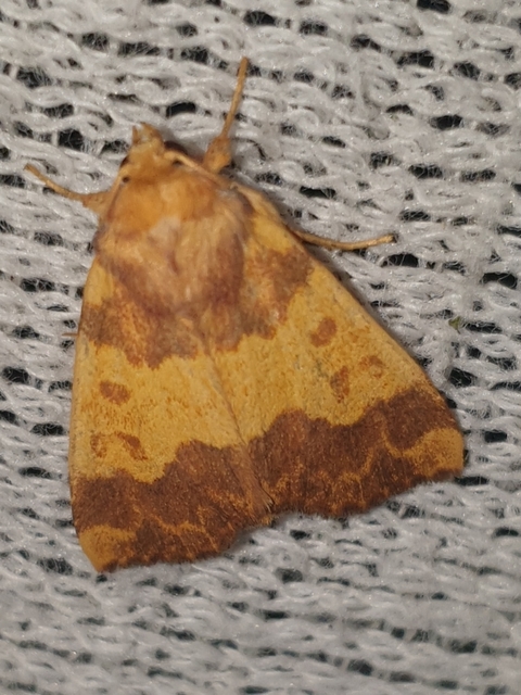 Tiliacea aurago - aranyló sárgabagoly