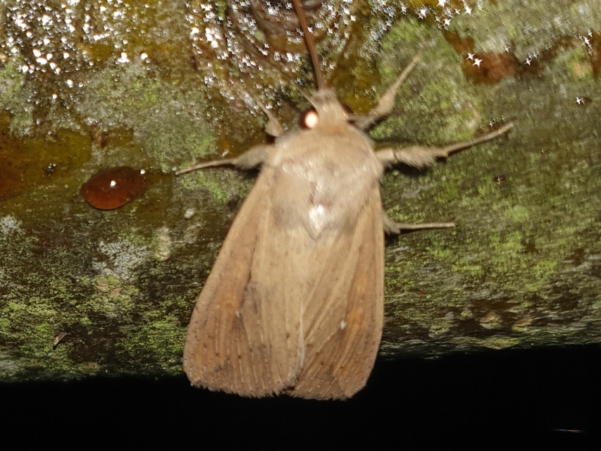 Mythimna unipuncta - hordabagoly