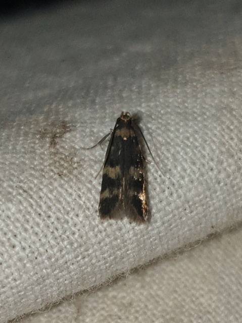 Oegoconia