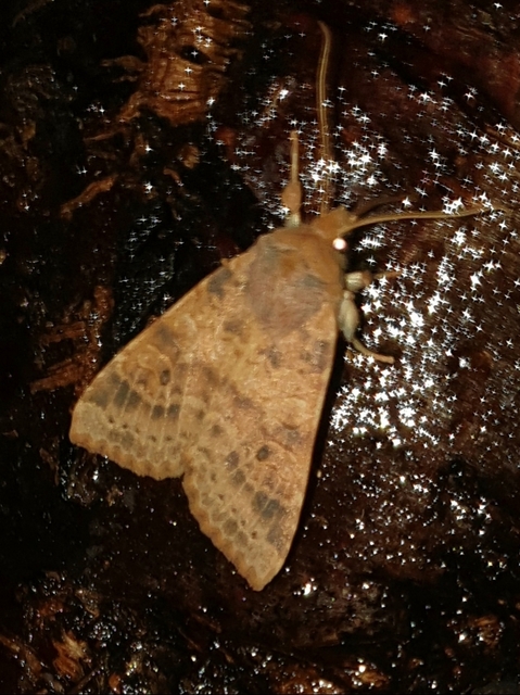 Cirrhia ocellaris - fakó sárgabagoly