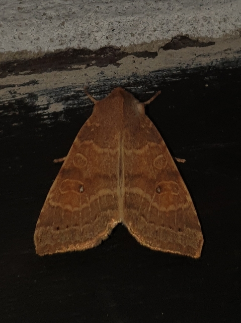 Cirrhia ocellaris - fakó sárgabagoly