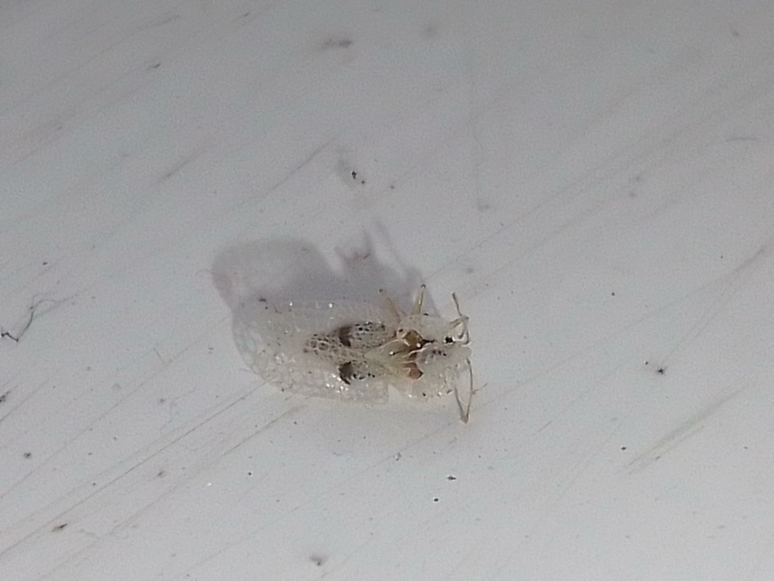 Corythucha ciliata - platán-csipkéspoloska
