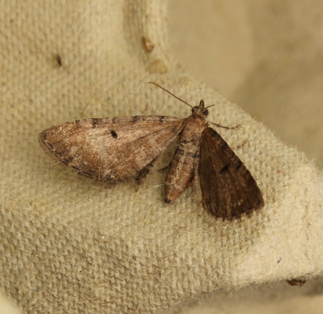 Eupithecia absinthiata - üröm-törpearaszoló
