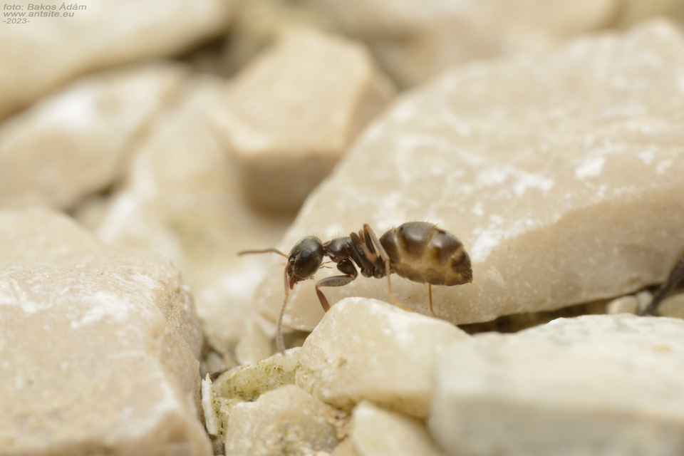 Lasius bombycina - pusztai feketehangya