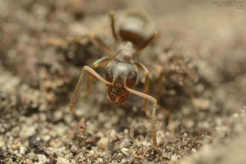 Lasius alienus - kövi feketehangya
