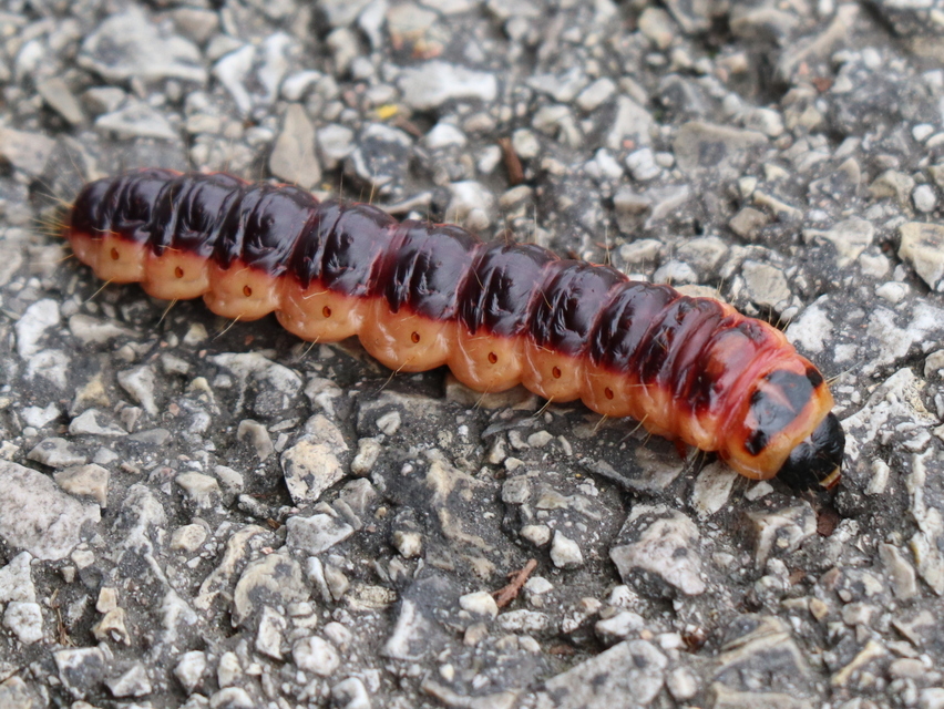 Cossus cossus - fűzfarontólepke