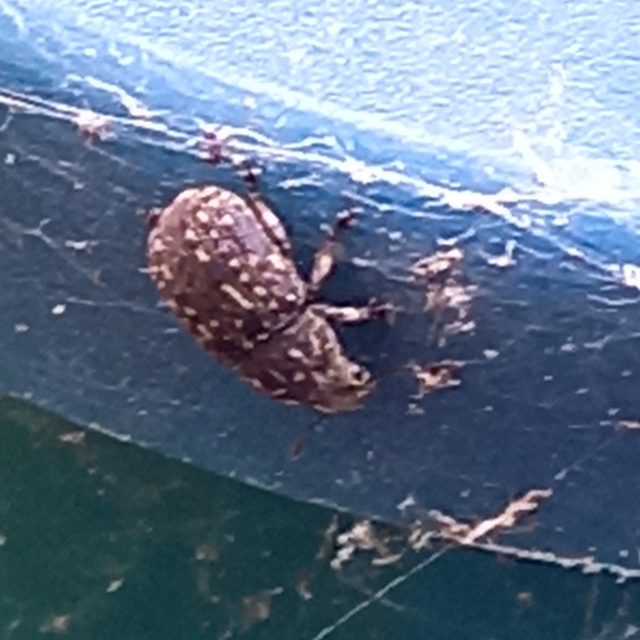 Anthribus nebulosus - ködfoltos pajzstetvész-orrosbogár