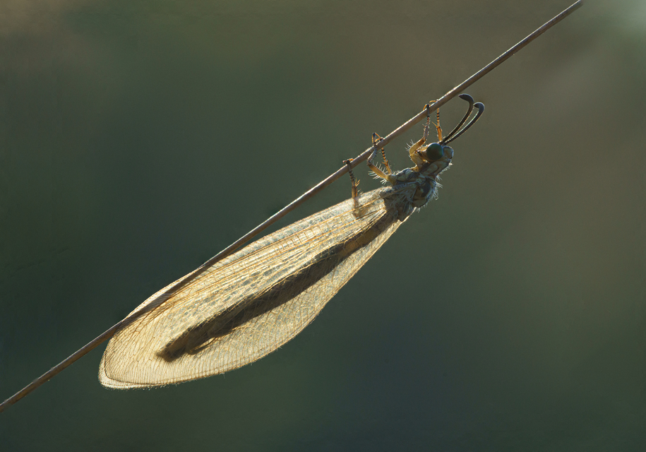 Myrmecaelurus trigrammus - hangyafarkas