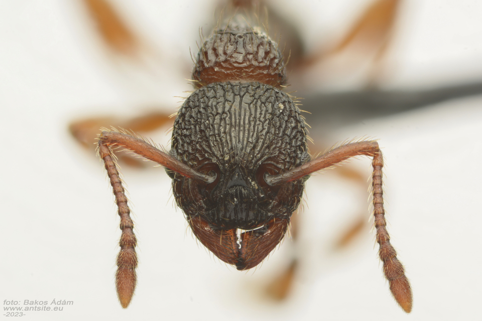Myrmica schencki - kétszínű bütyköshangya