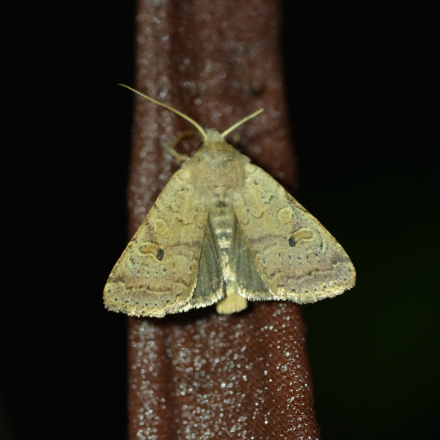 Propenistra laevis - könnyű őszibagoly