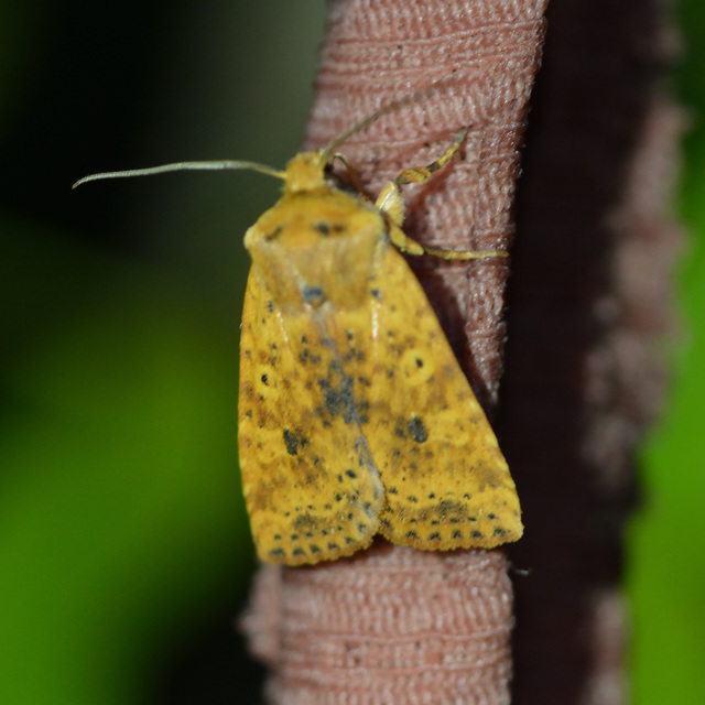 Conistra rubiginea - vörös őszibagoly