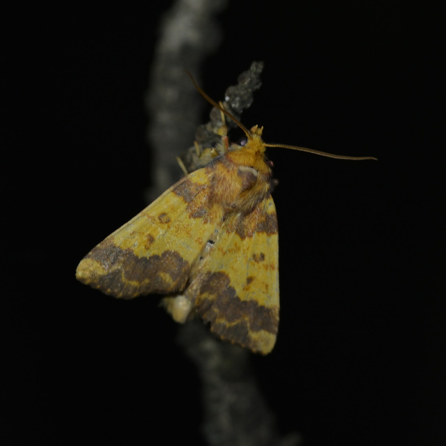 Tiliacea aurago - aranyló sárgabagoly