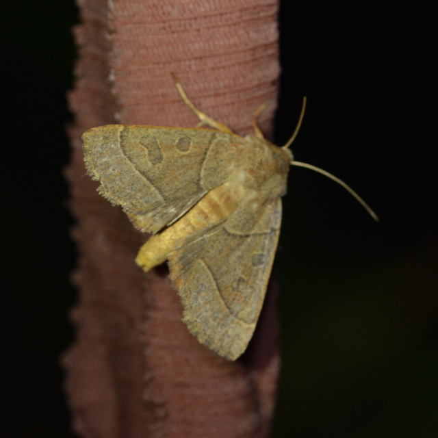 Mesogona acetosellae - madársóskabagoly