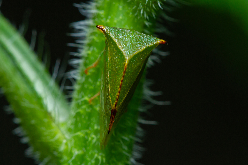 Stictocephala bisonia - bivalykabóca