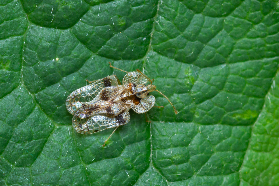 Corythucha arcuata - tölgy-csipkéspoloska
