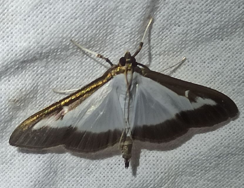 Cydalima perspectalis - puszpáng-tűzmoly