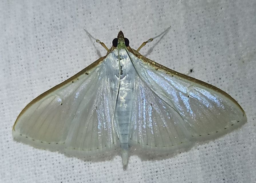 Palpita vitrealis - hófehér tűzmoly